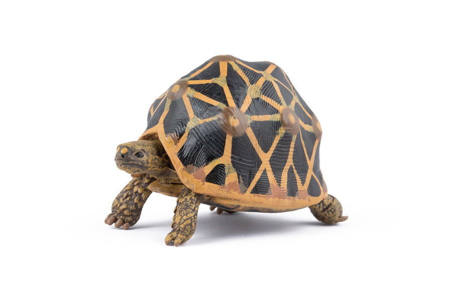 Strahlenschildkröten-Figur