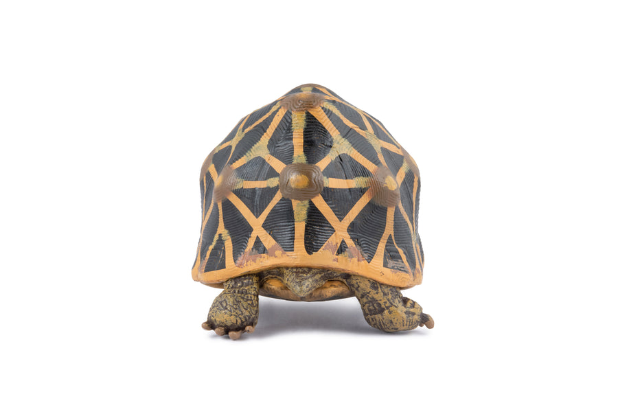 Strahlenschildkröten-Figur