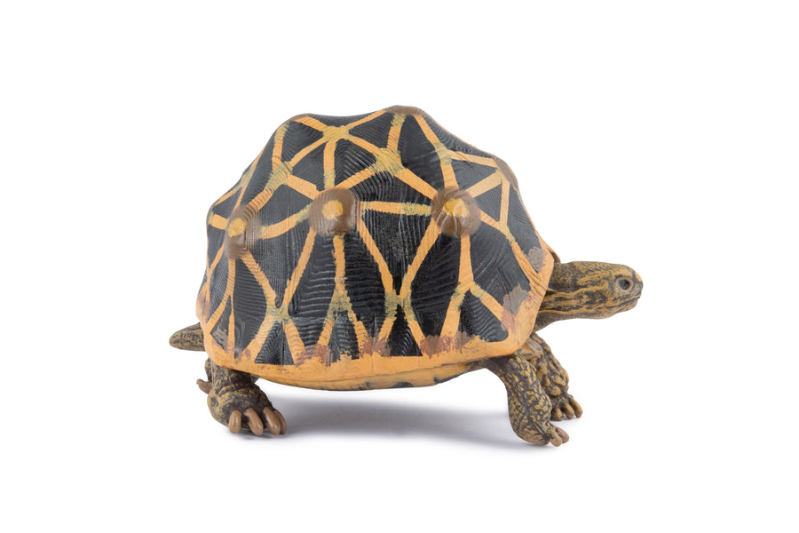 Strahlenschildkröten-Figur