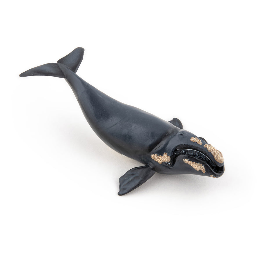 Figurine Baleine franche Papo en PVC, Collection animaux marins, jouet éducatif idéal pour enfants et collectionneurs